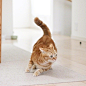 猫咪，宠物，跑