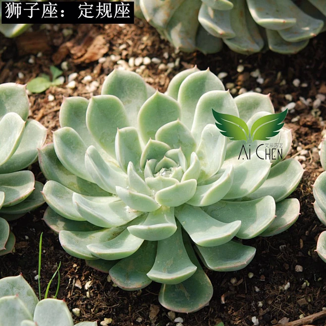 十二星座系列 狮子座定规座 艾辰goblin昆明基地多肉植物肉肉包邮