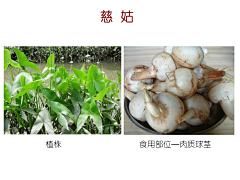 yanyanyan1采集到绿化、植物