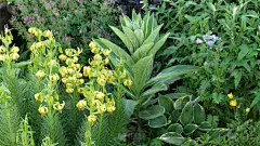 天竺葵,天梯,花荵,毛蕊花属,玉簪属植物,水平画幅,无人,百合花,春天,植物