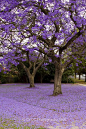 The most beautiful mess in the world is when the jacaranda petals fall.: 