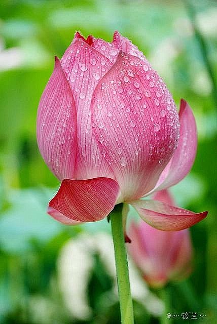 #摄影#   #鲜花#  #荷花# 