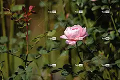 玫瑰 花 粉红玫瑰 玫瑰绽放 花瓣 花壁纸 玫瑰花瓣 盛开 开花