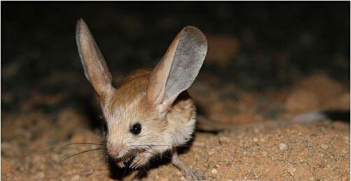 长耳跳鼠