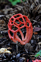 红笼头菌（Clathrus ruber）是鬼笔科的一种真菌，是笼头菌属的模式种。由于它的子实体外形像由格子一样的分支围成的中空球体，它常被人称为红笼子。该真菌为腐生真菌，以腐烂的木质植物为食，常单个或成群生长在花园土壤的落叶里，草地上，或覆盖园地的木片上。虽然被认为主要是一个欧洲物种，红笼头菌已被引入到其他地区，现在它已有广泛的分布，包括北非，亚洲，澳大利亚，北美和南美。红笼头菌的产孢组织有恶臭味，能吸引苍蝇和其他昆虫来帮助传播孢子。尽管该菌的可食用性还不确定，它的气味已很难让人愿意吃它。 