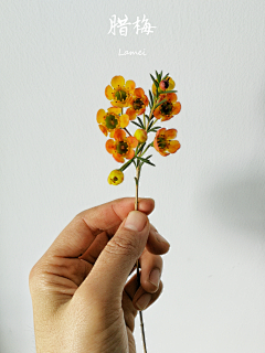 ZR是阿呱采集到花花世界