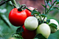 Autumn tomatoes