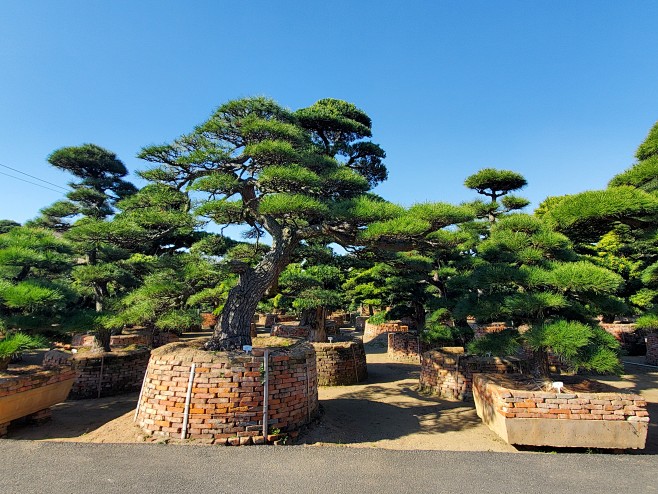 造型黑松