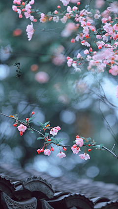 玉廿采集到花卉