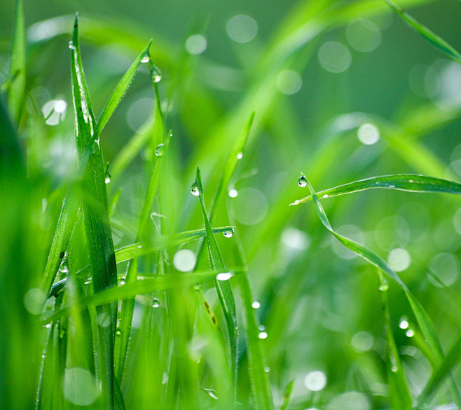 绿色自然植物生长背景小草露水