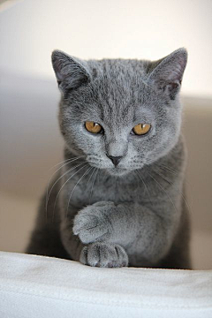 微雨湿落花采集到萌哒哒❉猫猫