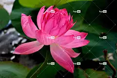 花 自然 花卉背景 美丽的花朵 花壁纸 莲花 印度