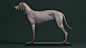 Canine Anatomy for 3D Artists, Jess O'Neill : Created for production or personal use, this canine anatomy model can be used either for studying animal anatomy or for muscle simulations, and can be purchased here!
https://jessoneill.artstation.com/store/oJ
