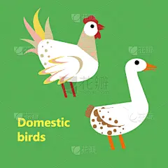 鸟类,公鸡,家畜,鹅肉,可爱的,农业,自然,牲畜,动物园,单词