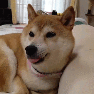 #gif# wow. such tong...