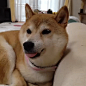 #gif# wow. such tonguee.very cute.much prpr.