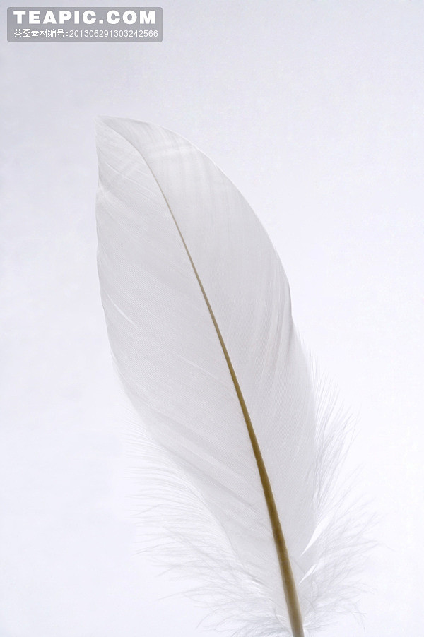 可爱的白色羽毛