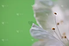 特写,白色,雌蕊,春天,花朵,花瓣,绿色背景,大特写,樱桃树,花