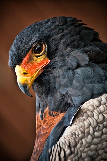 Bateleur Eagle   by ...