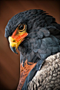 Bateleur Eagle   by Pranavian Member since 2010 Taken on June 5, 2011 Nikon D3000: