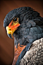 Bateleur Eagle   by Pranavian Member since 2010 Taken on June 5, 2011 Nikon D3000: 