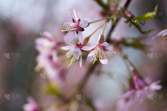 小李是早春开花的观赏树种，花朵呈美丽的粉...