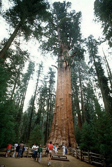 总统巨杉
 

这棵被命名为“总统”的巨...