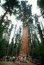 总统巨杉
 

这棵被命名为“总统”的巨杉至少存活了3200年，是目前世界第二大树，高247英尺(约75米)，相当于20层高楼的高度。由于受过雷击，树顶已经枯死。但是，它庞大的枝干却依然向外延伸，不断地接收着阳光和来自土壤的养分。尽管“总统”的体积不如世界第一大杉树“谢尔曼将军”，但它的树冠却要比“谢尔曼将军”丰满的多，其叶子数量将近20亿。“总统”现已成为美国巨杉国家公园的主要景点之一。
