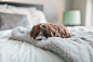 Puppy Odie photo by Roberto Nickson (@g) (@rpnickson) on Unsplash : Download this photo by Roberto Nickson (@g) (@rpnickson)