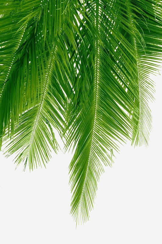 棕榈树叶