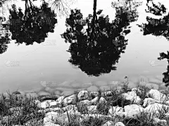 黑白图片,在边上,,自然,柳树,宁静,水平画幅,秋天,无人,户外