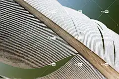 羽毛 高清壁纸 宏 4K壁纸1920X1080 质地 背景 桌面背景