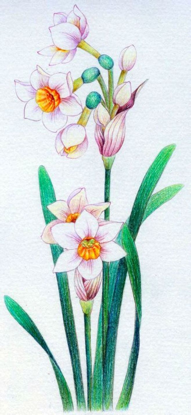 sophiek从废废喵转采于2020-09-28 23:23:20彩铅花卉素材 手绘 花卉