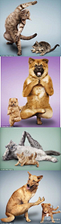 美国德克萨斯州的鲍里斯夫妇近日制作了一本独特的日历，其中的模特都是以瑜伽姿势“出镜”的猫狗。不过这些宠物并非真正做出这样高难度的动作，而是悉心设计出来的。