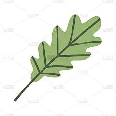 可爱的绿色橡树叶。秋平图标。为贺卡，海报，横幅，传单的设计落叶的剪贴画。收获日、感恩节、万圣节的对象