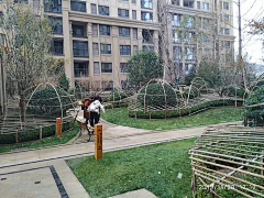 若楠（盼）采集到绿篱施工工艺