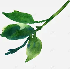 水彩芙蓉花卉艺术手绘彩绘水彩插画