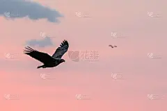 白尾鹰在飞翔，鹰在日本北海道的彩云映衬下飞翔，日出时鹰的剪影，雄壮的海鹰，野生动物的景象，壁纸，鸟孤