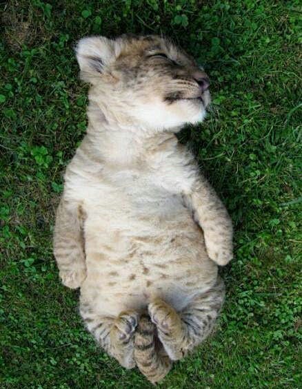 偷拍的小狮子那可爱的睡相，实在太萌了
不...