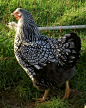 Silver Laced Wyandotte ♥ so pretty!