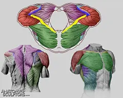 _anatomy 4 sculpture 转自（==邵占锋）-10|欢迎加入烩设计”QQ群：进242878197群后请按 “姓名 - 学校（城市） -专业” 修改群名片，如“ 胡伟-同济-汽车”