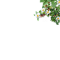 山茶花