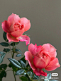 花卉 (55)