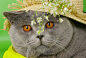 General 2560x1718 flowers plants cats animals British shorthair