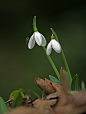 Photograph Snowdrops by Terry Longley on 500px