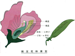 草莓西瓜汁采集到科学