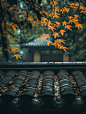 初秋的温柔_1_橘生淮南_来自小红书网页版
