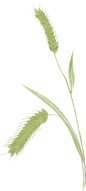 小满节气绿色麦穗插画-麦穗