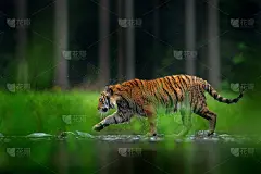 老虎在湖水中行走。危险的动物，tajga，中国在亚洲。动物在绿色森林溪流。小草青青，小河滴滴。东北虎_5173015_5173015751