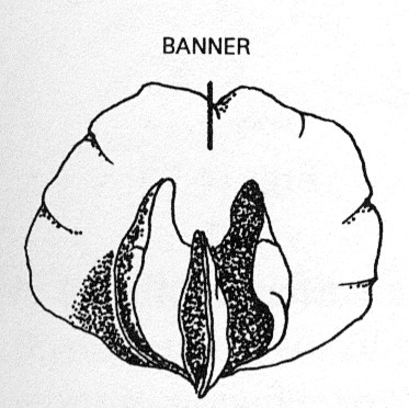 植物名词图解ppbc中国植物图像库蝶形花冠的上方通常最大的花瓣